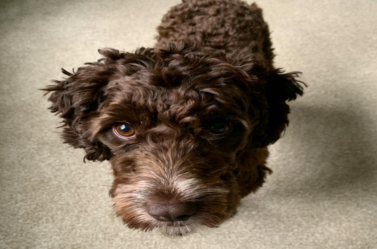 Hund wartet hinter einem Tierheim-Zaun