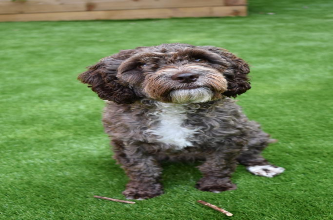 Chien de profil