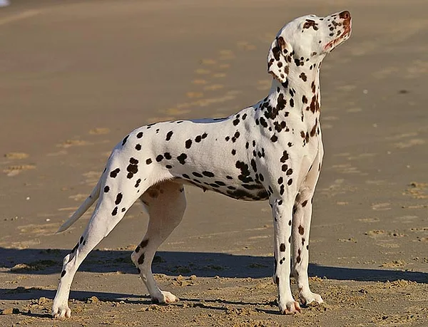 Chien à l'affût au pied d'une haie