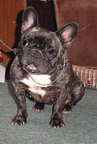Chien portant un collier