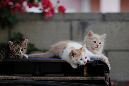 Chatte