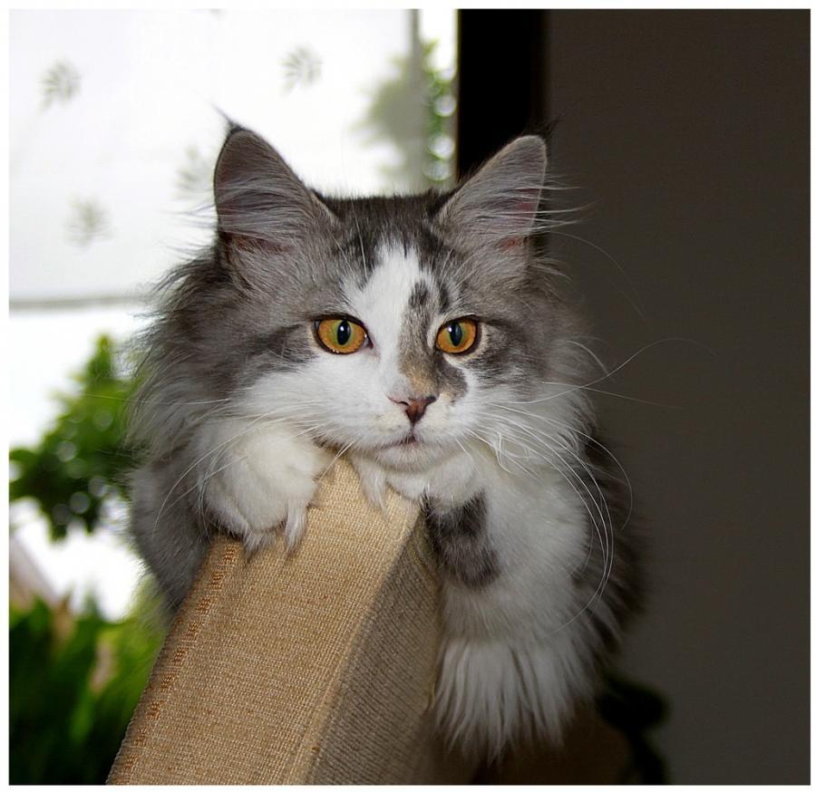 Européen Chaton