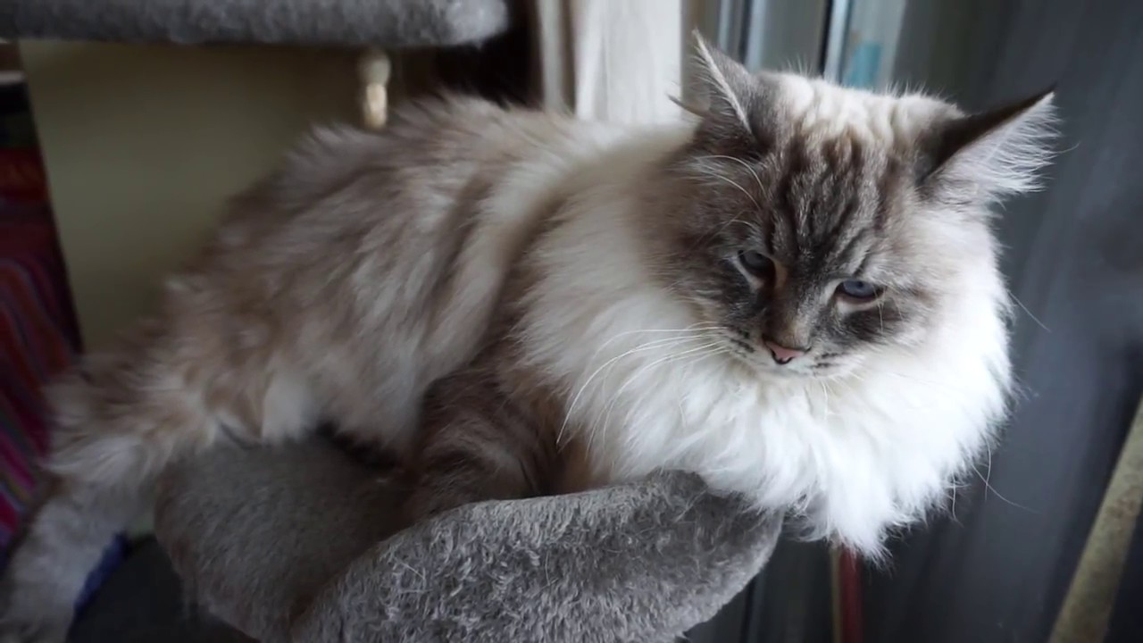 Chat