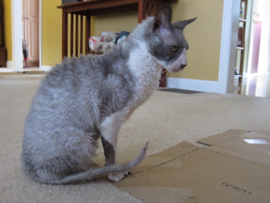Européen Chaton