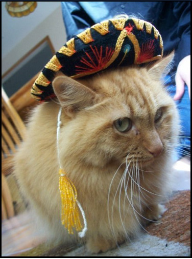 Chatte