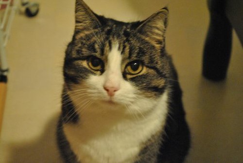 Européen Chaton