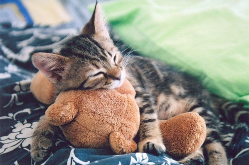 Chatte