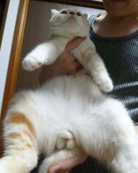 Européen Chaton