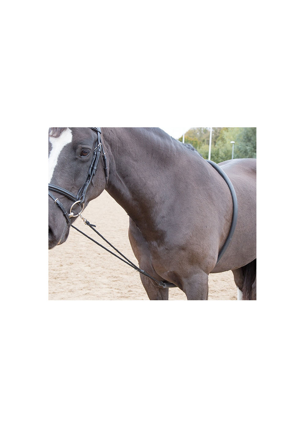 BLENHEIM OUTLINE Lunging AID