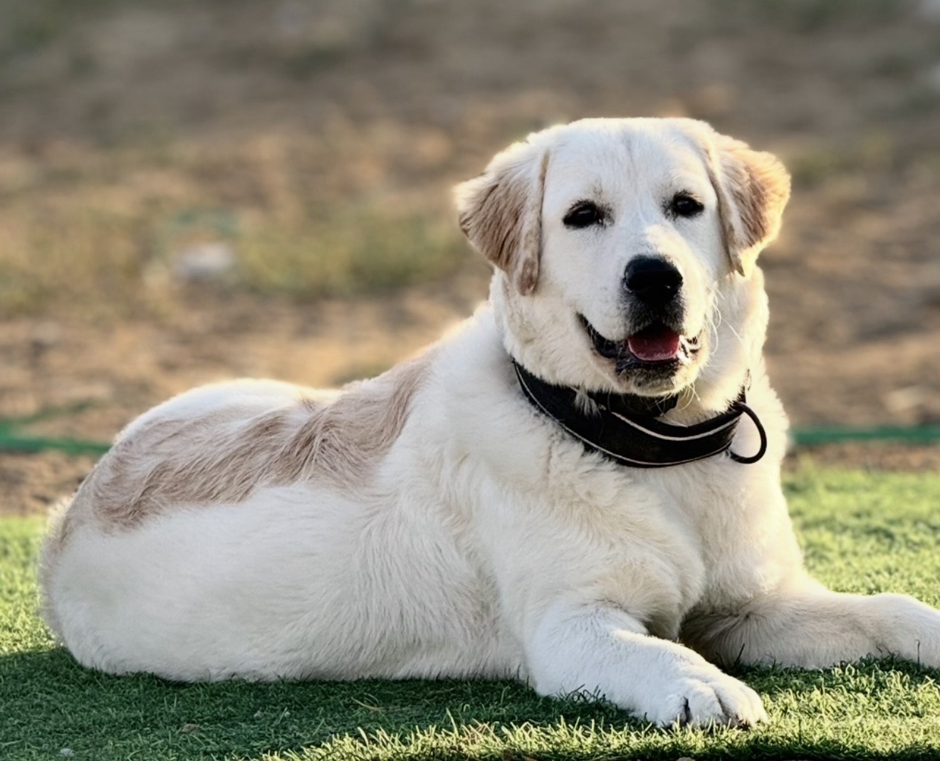 Jack lost pet photo