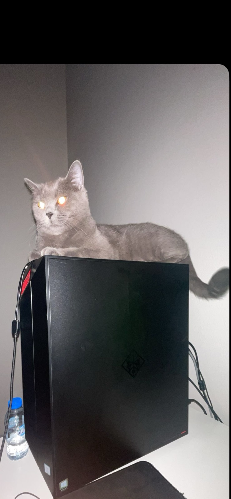 Lolly lost pet photo