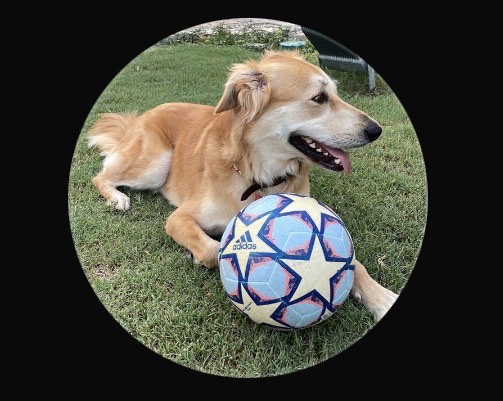 Taco lost pet photo