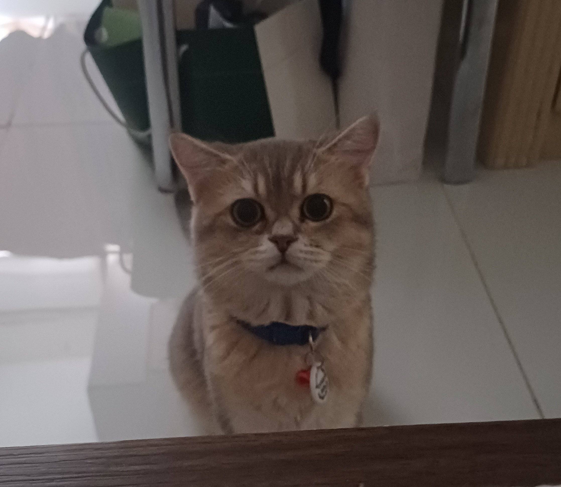 Amari lost pet photo