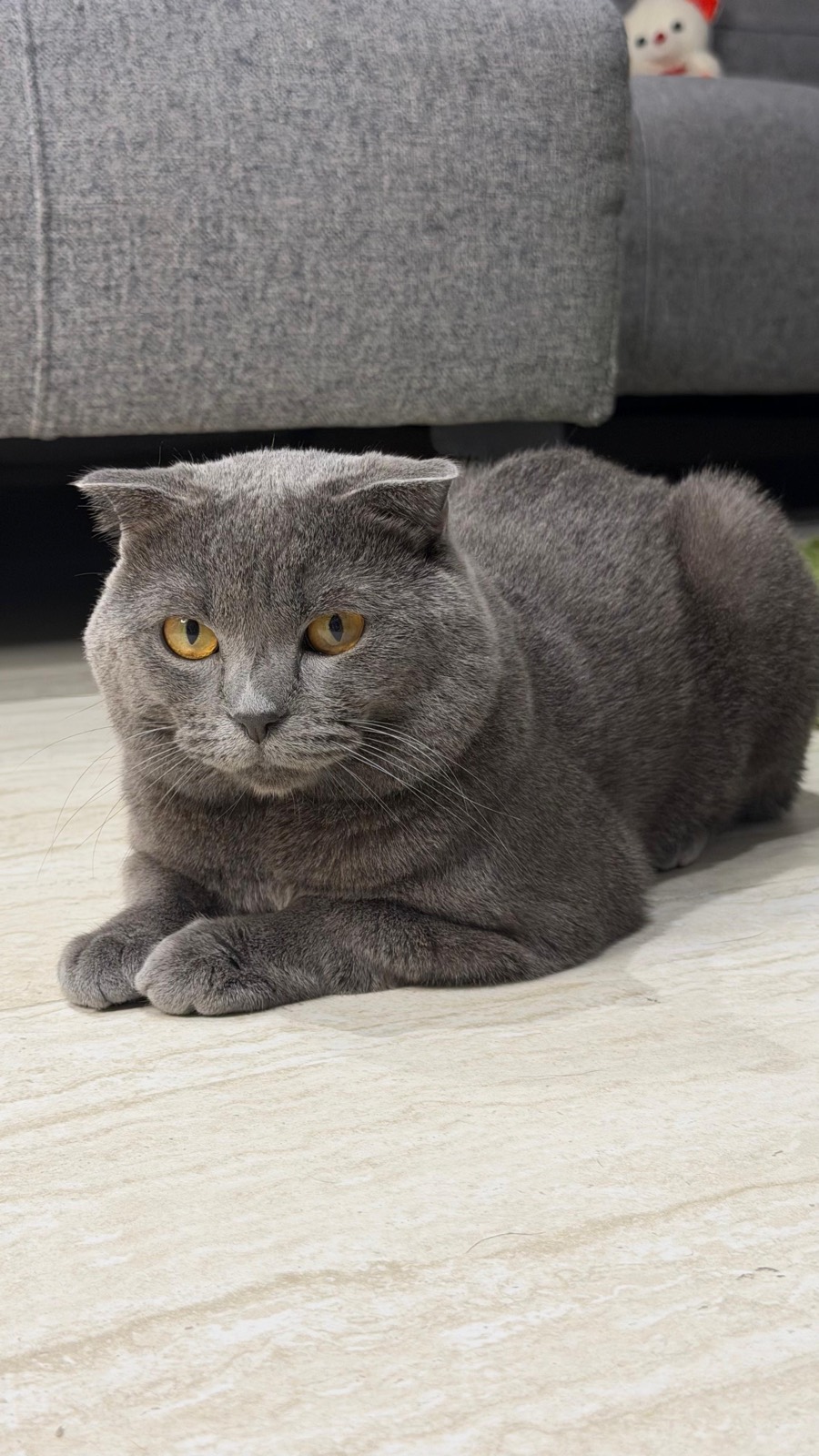 Midas lost pet photo