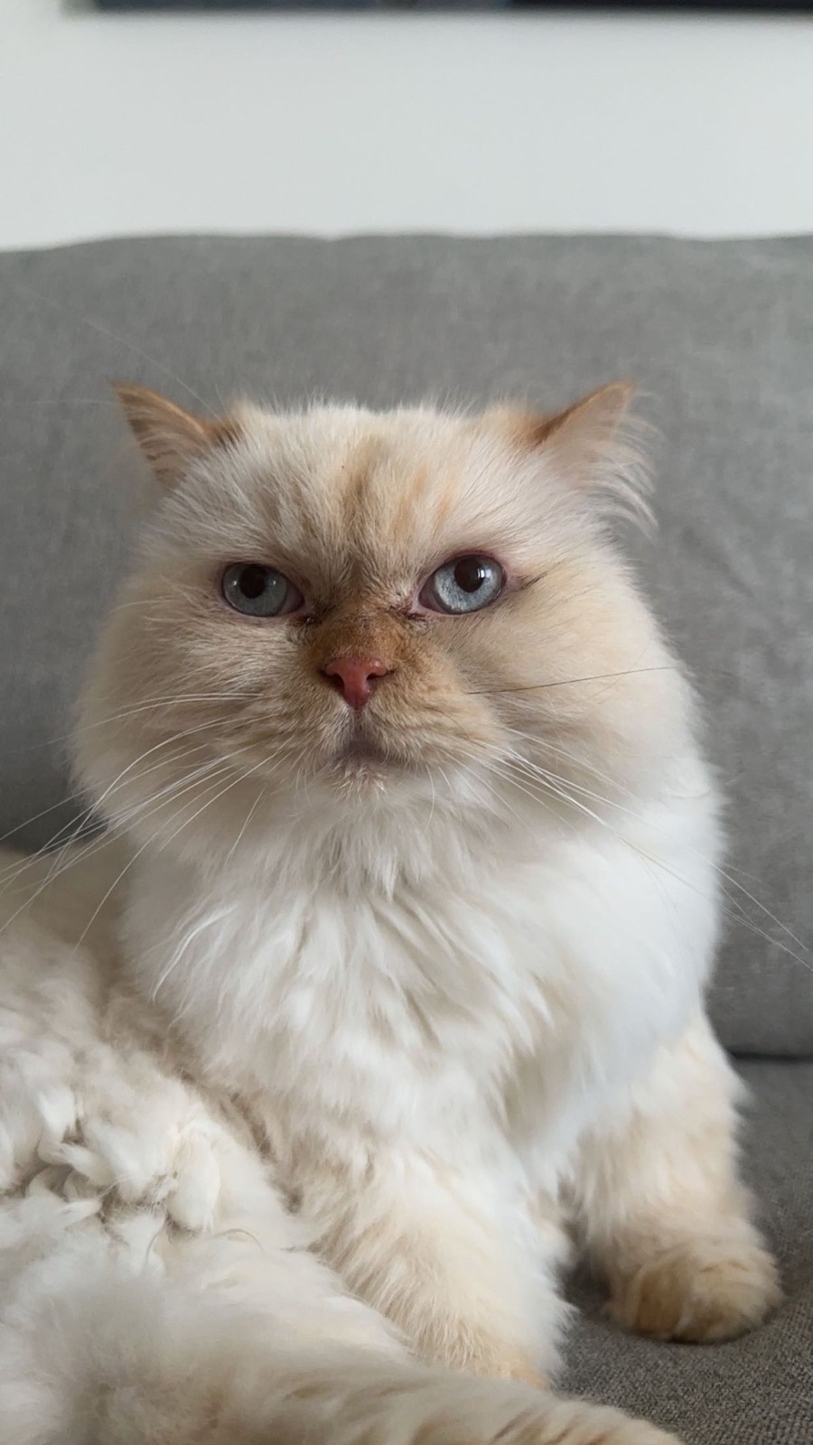 Fluffy lost pet photo