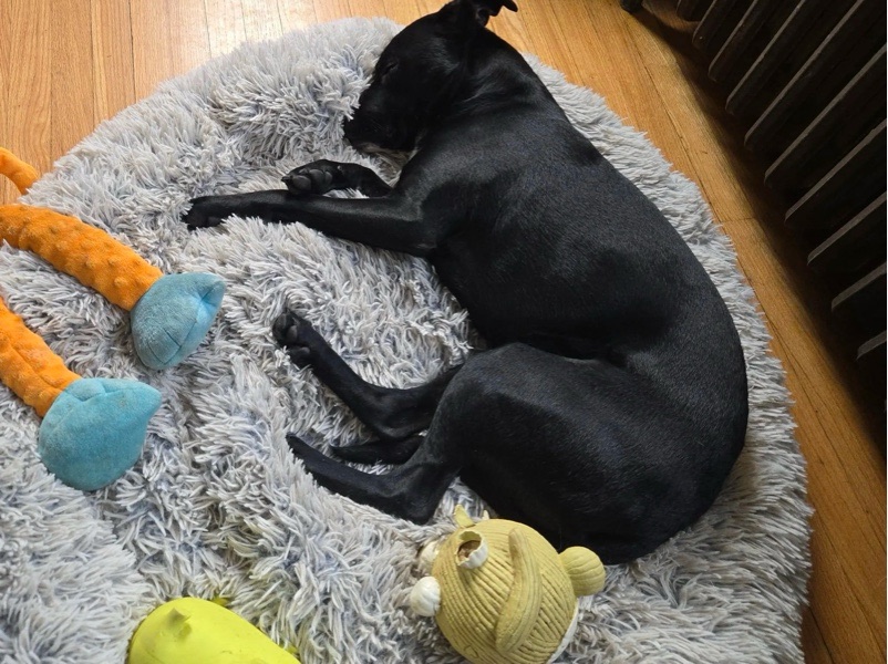 Pet Boarding — dog daycare In Marietta in Marietta, GA