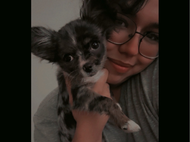 Pet Boarding — doggie sitter in Westmont, IL