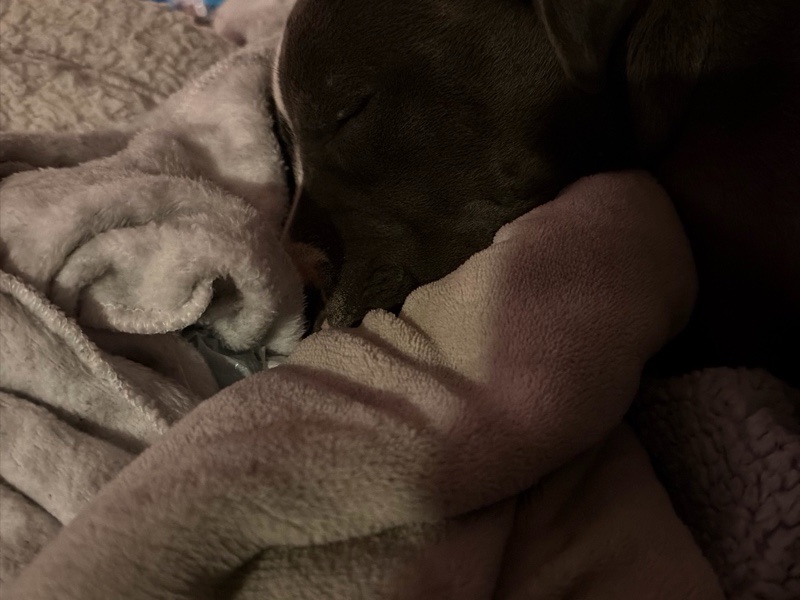 Drop-In Visits — Professional Drop-In Pet Visits in Cypress | 24/7 Care in Cypress, CA