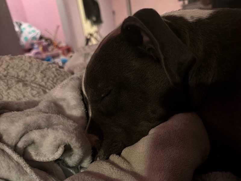 House Sitting — Reliable House Sitting in Cypress | Safe & Loving Care in Cypress, CA