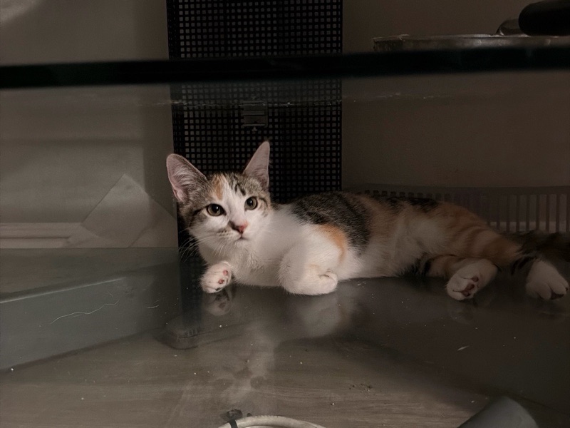 Reliable Pet Boarding in Cypress | Safe & Loving Home – photo 2