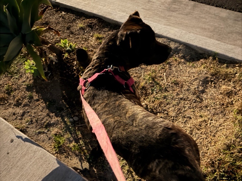 Reliable House Sitting in Cypress | Safe & Loving Care – photo 2