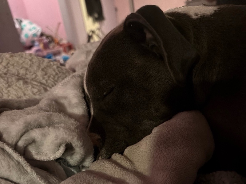 Reliable Doggy Day Care in Cypress | Safe & Loving Home – photo 3