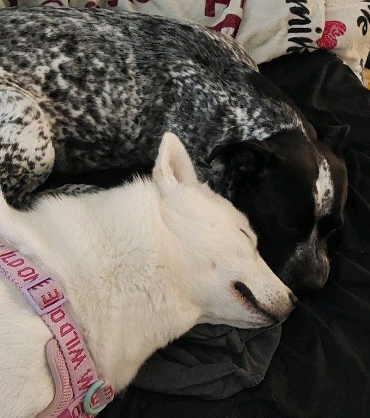 Dog Walking — Reliable Dog Walking and House Sitting in Nashville in Nashville, Tennessee