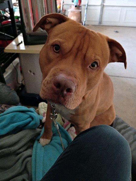 House Sitting — available 24/7 pet sitter or walker in Concord, North Carolina