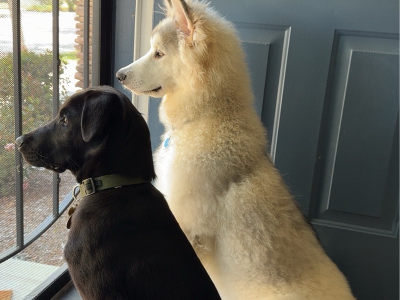 Pet Boarding — Reliable Dog Boarding & Day Care in San Diego | Loving Home in San Diego, CA
