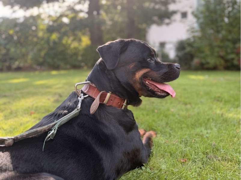 Dog Walking — Liebevolle Hundebetreuung in Bremerhaven in Bremerhaven, Bremen