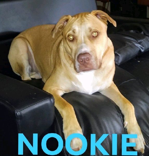 Drop-In Visits — Professional Dog Drop-In Visits in Randwick | Experienced in Randwick, New South Wales