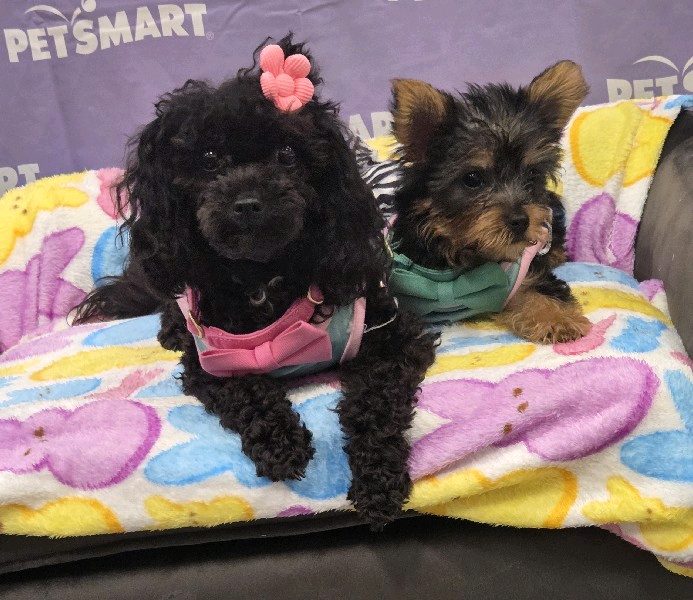 Doggy Day Care — 🐾 Loving, Safe & Stress-Free Dog Boarding — Your Pup’s Home in Opelousas, Louisiana
