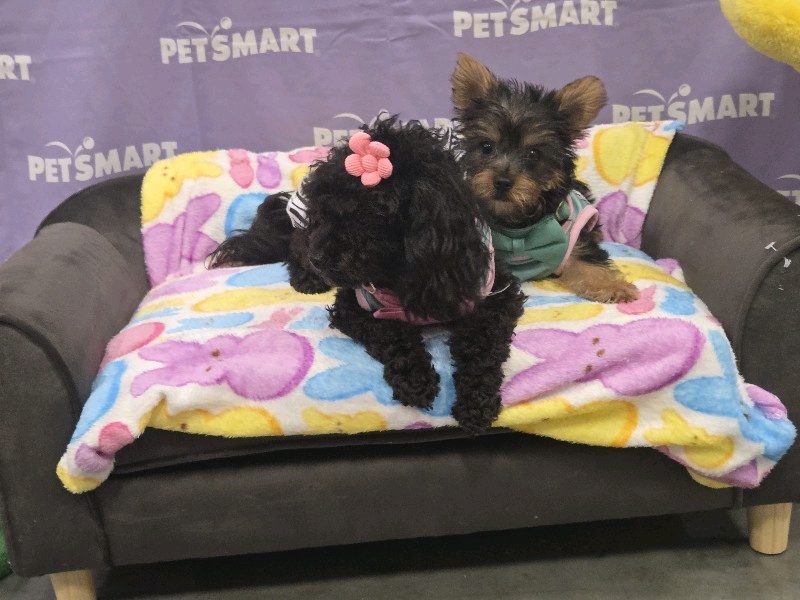Pet Boarding — 🐾 Your Fur Baby Deserves More Than Just a Sitter — They Dese in Opelousas, Louisiana