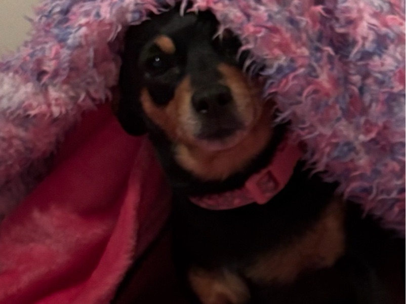 Pet Boarding — Comfy Canines Pet Resort in Douglasville, GA