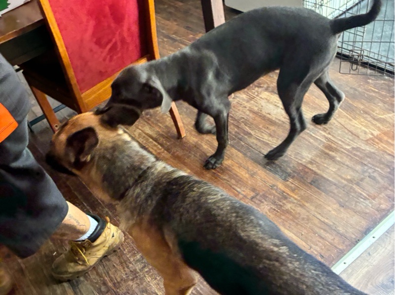 Dog Walking — Reliable Dog Walking and House Sitting in Danville in Danville, KY