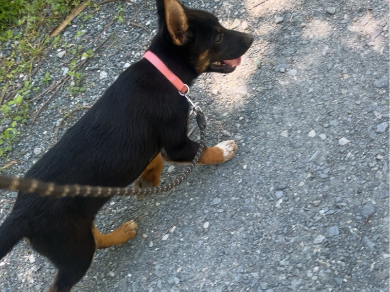 Dog Walking — dog walking !