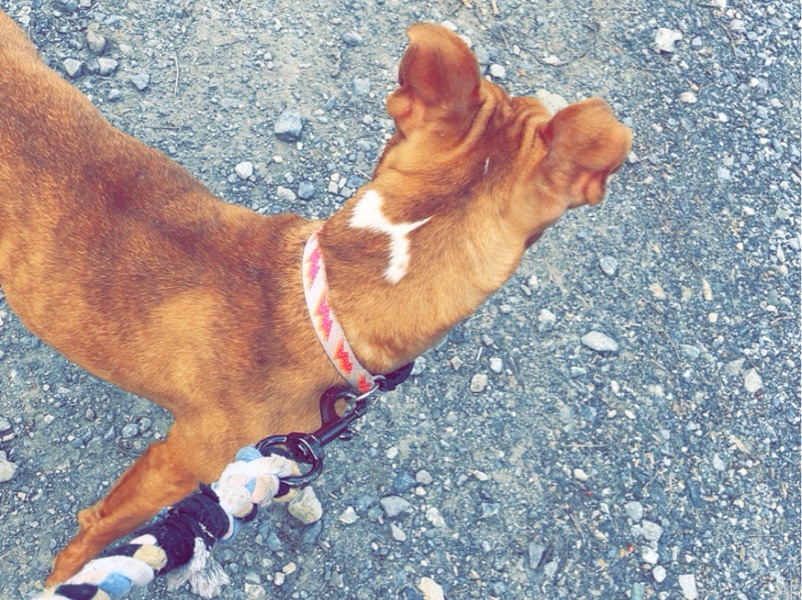 dog walking ! – photo 2