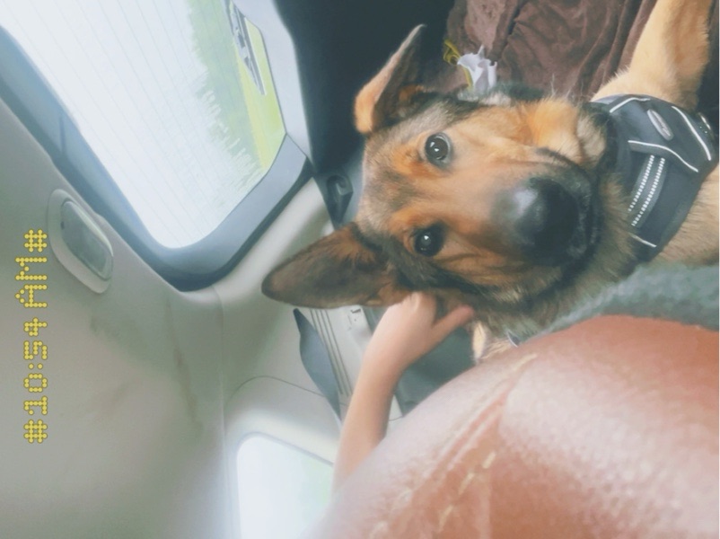 dog walking ! – photo 3