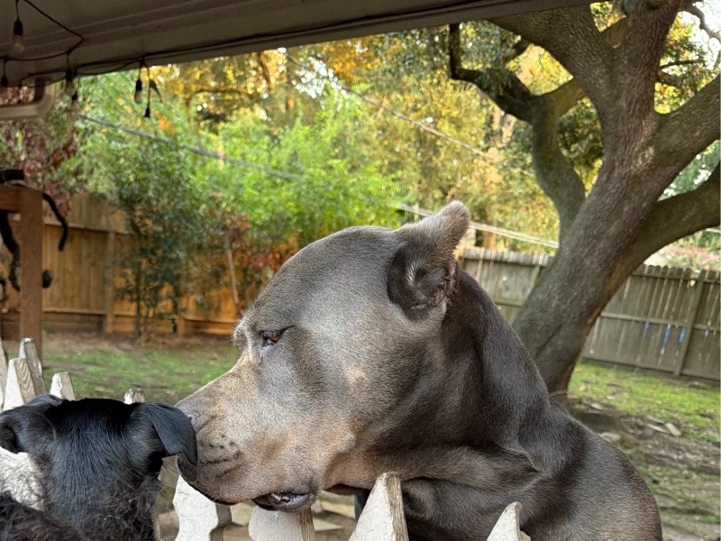 House Sitting — Reliable Dog House Sitting in Houston | Safe & Loving Care in Houston, TX