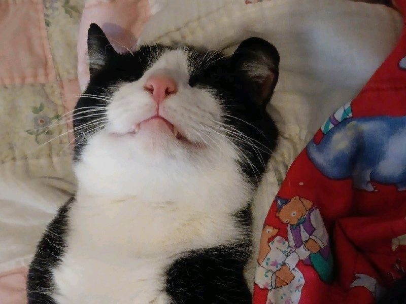 House Sitting — Pet sitter! in Cleburne, Texas