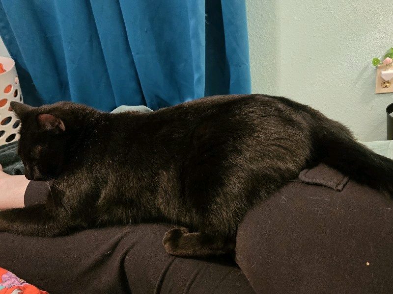 pet caregiver! – photo 2