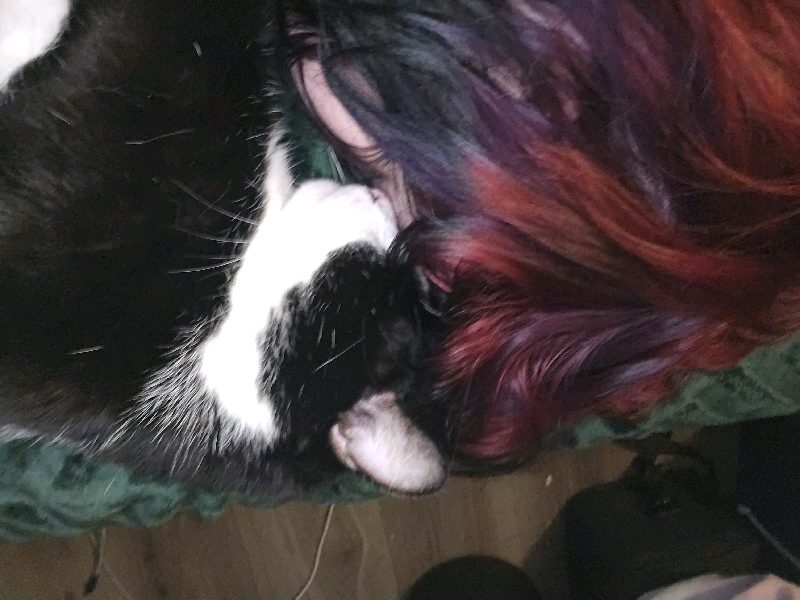 Pet sitter! – photo 3