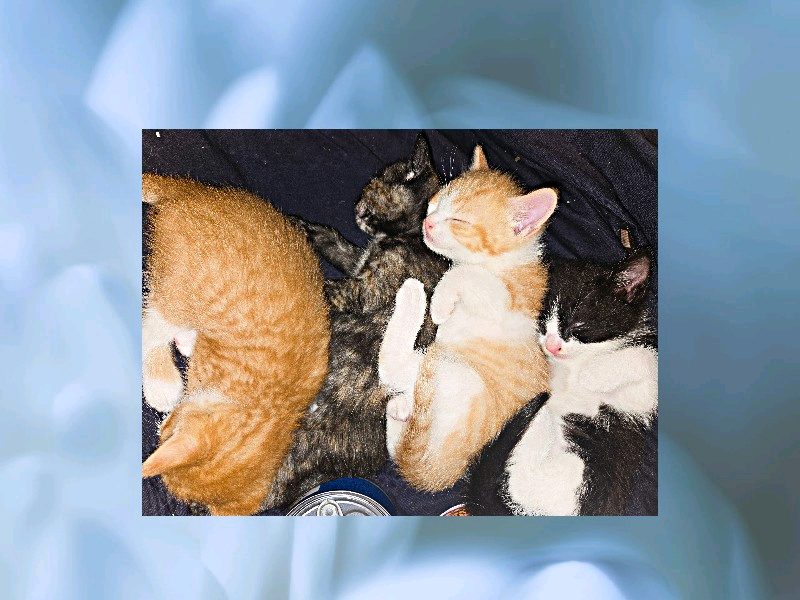 Reliable Dog/Cat House Sitting in Elizabeth | 24/7 Care – photo 3
