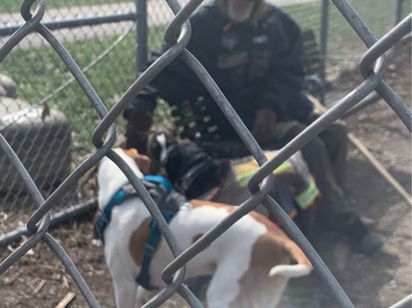Reliable Dog Walking and Pet Sitting in Cleveland – photo 3