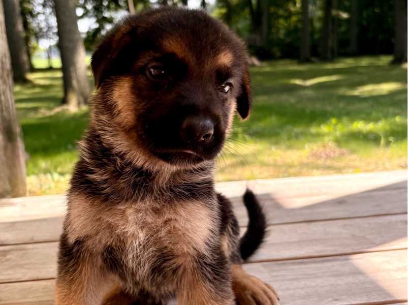 House Sitting — Reliable House Sitting in Fort Wayne | Experienced Pet Care in Fort Wayne, IN