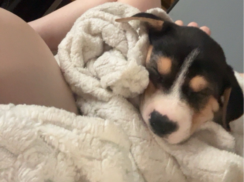 Doggy Day Care — dog sitter in Worthington, IN