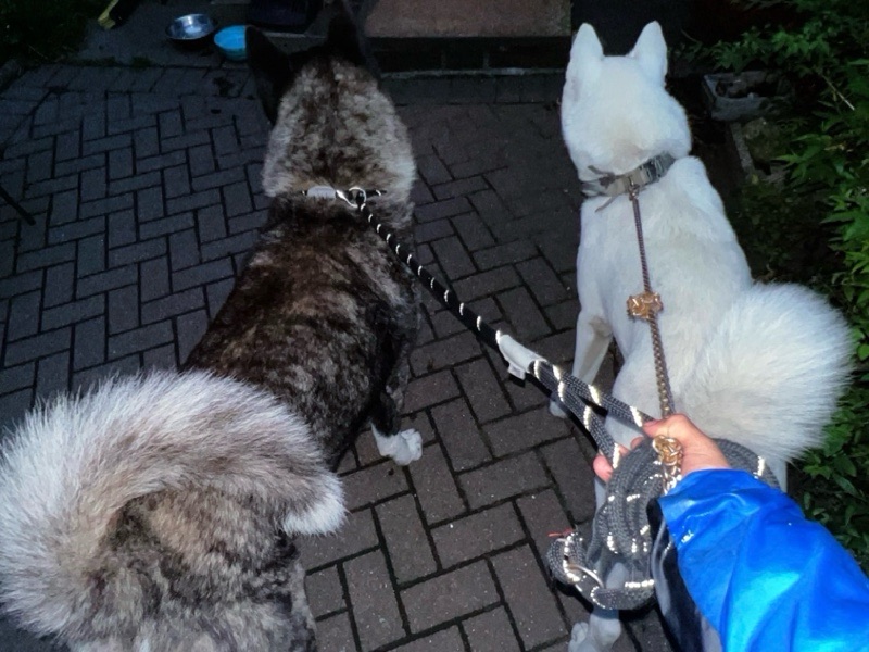 Drop-In Visits — Pet sitting in Halifax, England