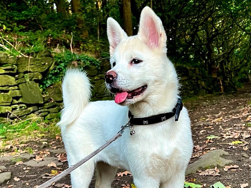 Pet Boarding — Night sitting in Halifax, England