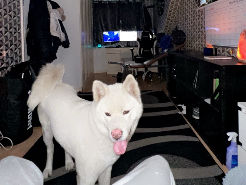 Pet sitting – photo 2