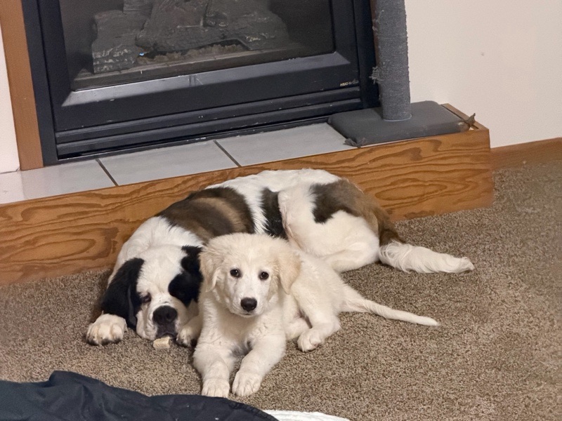 Pet Boarding — Loving & Reliable Pet Care in Lake Hallie, WI